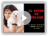 Coton de Tulear